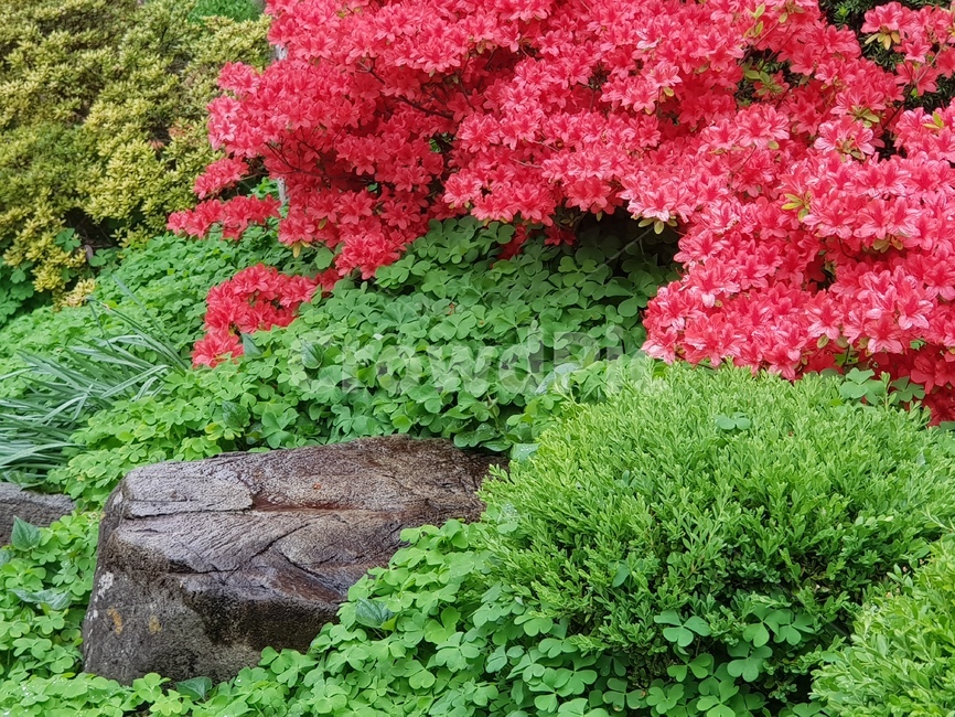 plant,식물,tree,나무,leaf,철쭉,봄,자연