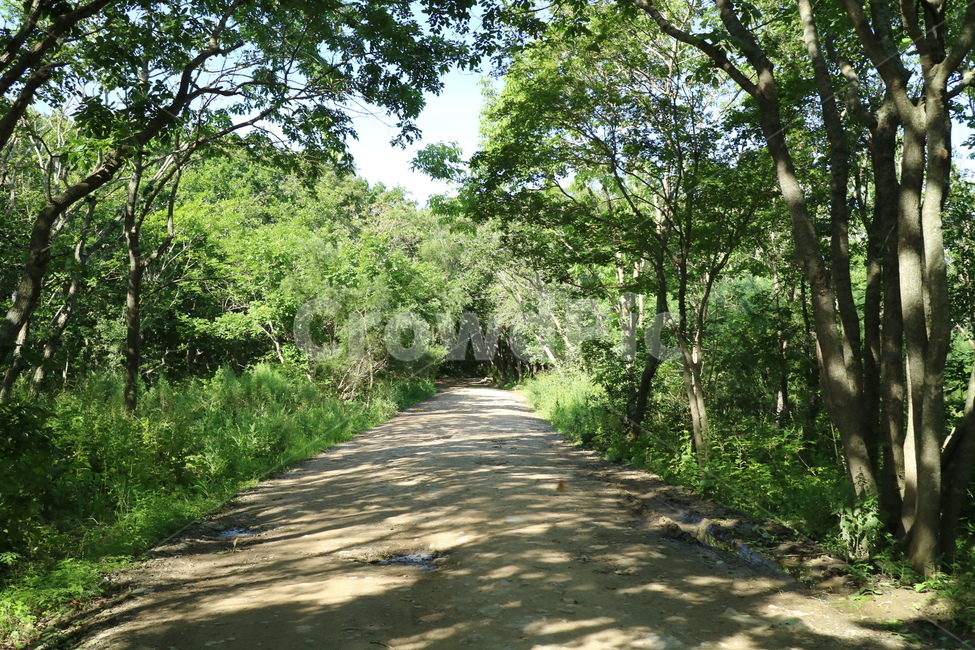 자연,길,나무,road,forest