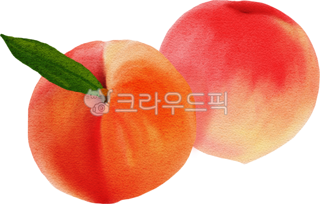 Peach,peach illustration,fruit illustration,fruit hand drawing,peach hand drawing,peach drawing,peach leaf,peach watercolor,fruit drawing,fresh peach,fresh fruit,fresh peach,fresh peach drawing,fruit,peach,summer fruit,summer peach,peach,