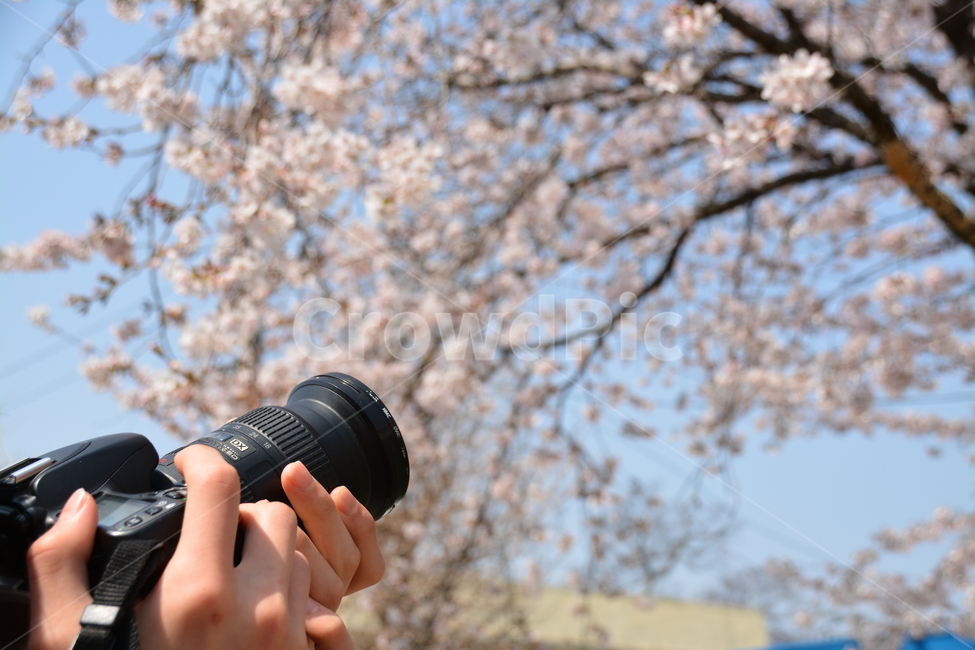 벚꽃,아웃포커스,감성,카메라,봄,봄,계절,spring,season,자연,풍경,nature,landscape,사진작가,포토그래퍼,photographer