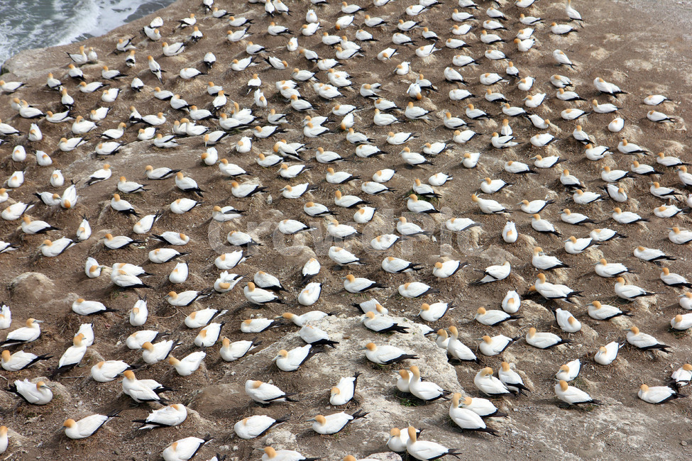 가넷,갈매기,새,garnet,seagull,gull,바다새,하늘,바다,둥지,동물,animal,조류,새,birds
