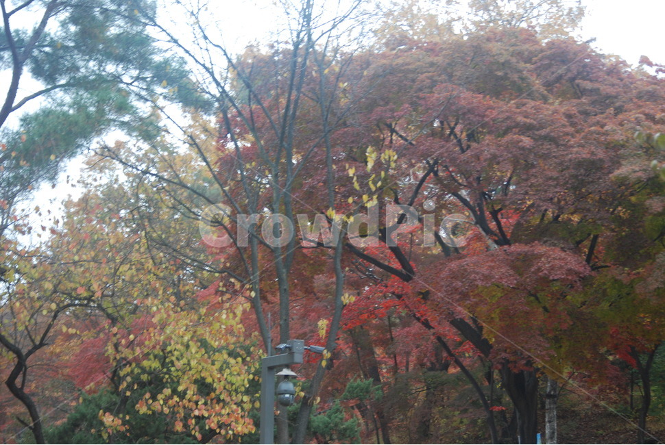 가을풍경,가을단풍,단풍,tree,나무,가을,계절,fall,autumn,season