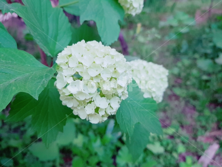 꽃,수국,봄,spring,불두화,봄꽃,공원