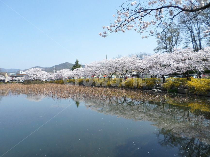경북김천,연화지,벚꽃,만개,개나리,조화로움,반영,봄,계절,spring,season,plant,식물,flower,꽃,cherry blossom,blossom