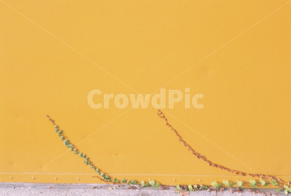 식물,꽃,나무,인테리어,감성,식물,자연,plants,nature