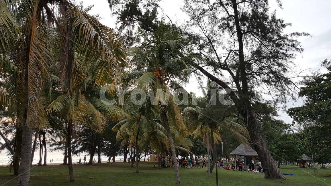 plant,tree,나무,야자수,coconuttree,자연,풍경,nature,landscape,식물,grass,잔디,outdoors,옥외,garden,정원,arbour,정자
