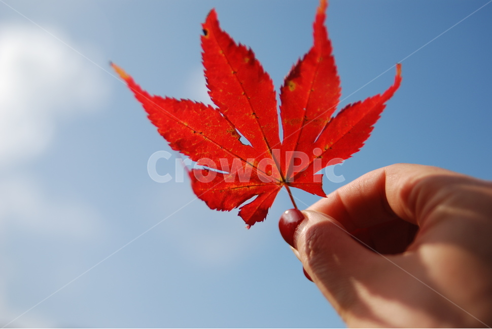 단픙,잎,손가락,빨간,나무,가을,계절,fall,autumn,season,plant,식물,leaf,tree