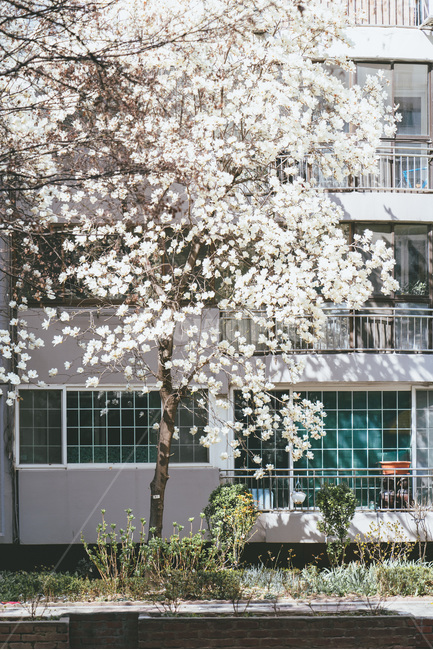 목련,목련꽃,목련나무,백목련,하얀목련,봄,봄꽃,나무,자연,식물,flower,magnolia,spring,bloosom,꽃