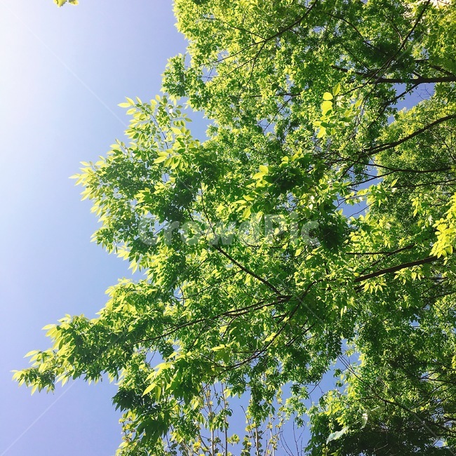 하늘,sky,나무,봄,자연,식물,자연,plants,nature,나무,trees,wood