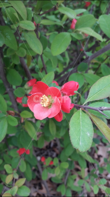 명자나무,봄,푸른수목원,겸손,평범,봄,계절,spring,season,식물,자연,plants,nature,꽃,flower,plant