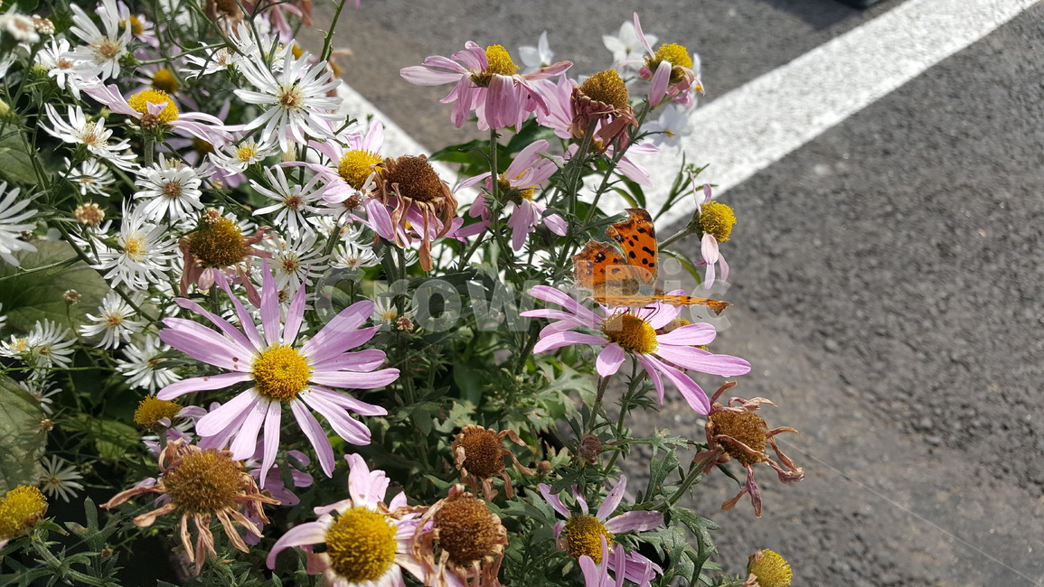 야생화,나비,초가을,국화,plant,식물