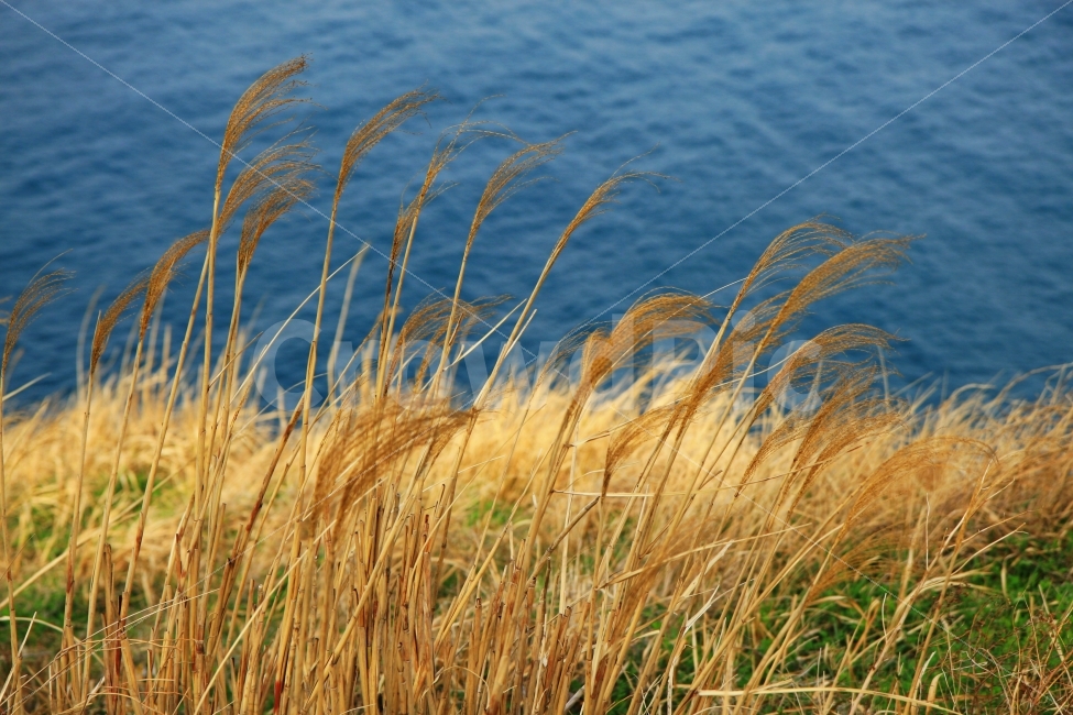 풍경,가을,바다,제주도,여행,가을,계절,fall,autumn,season,식물,자연,plants,nature,grass,잔디,plant