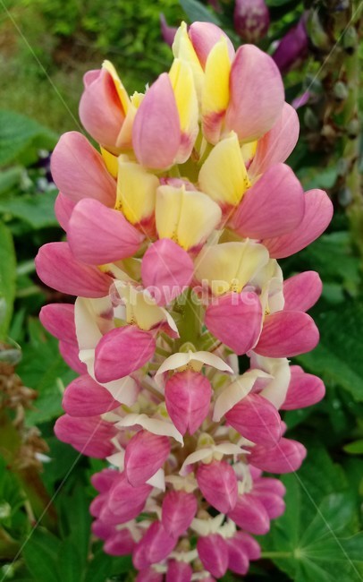 루피너스,층층이부채꽃,lupine,정원용식물,절화용,콩과,약용