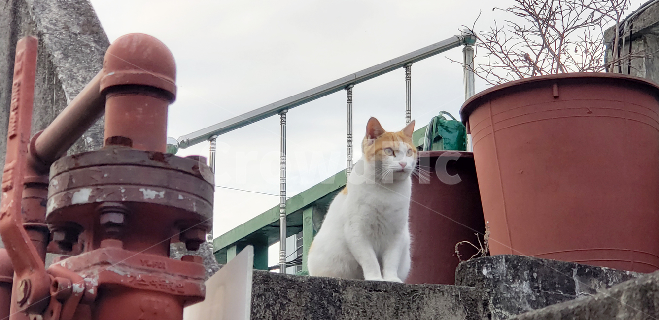 고양이,animal,동물,pet,애완동물,포유류,mammal,길고양이,koreanshorthair,동물,animal,포유류,mammal,고양이,cat,kitten,kitty