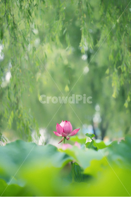 자연,풍경,꽃,감성,연꽃,식물,자연,plants,nature,꽃,flower