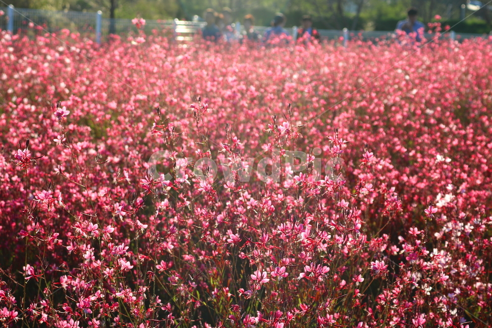 꽃,가우라,분홍바늘꽃,식물,자연,꽃밭,분홍꽃,식물,자연,plants,nature,꽃,flower