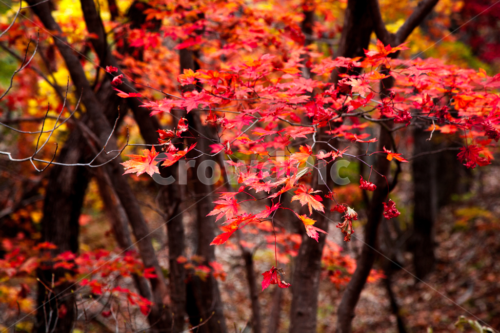 단풍,가을,경주,잎,나무,가을,계절,fall,autumn,season