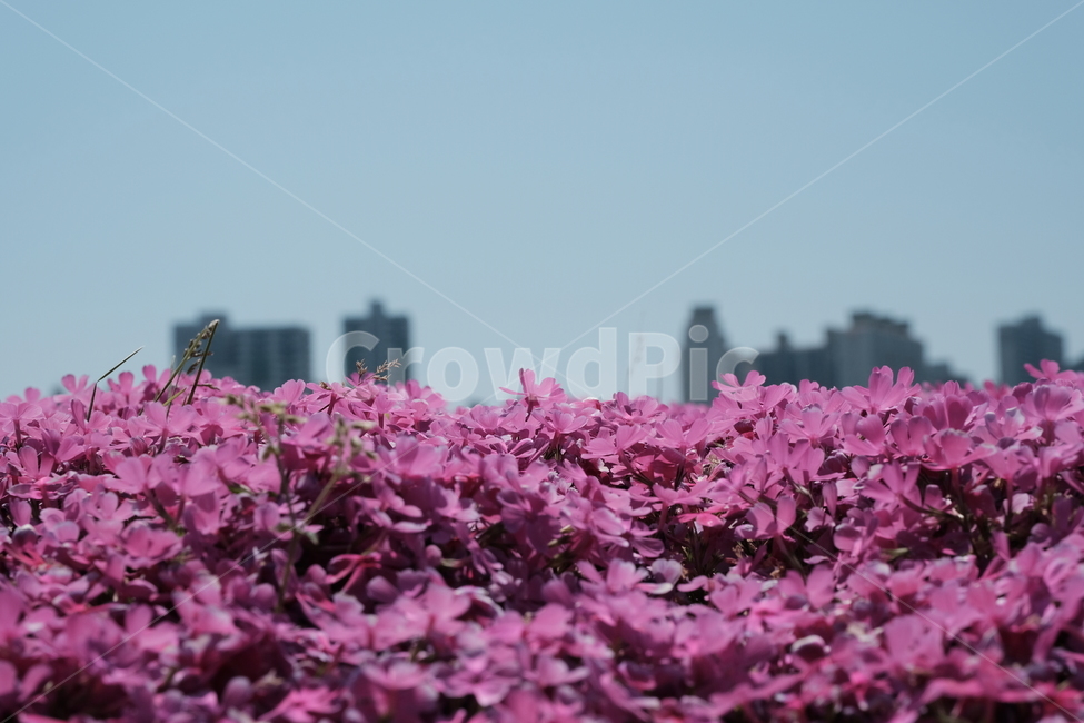 꽃,철쭉,봄,flower,spring