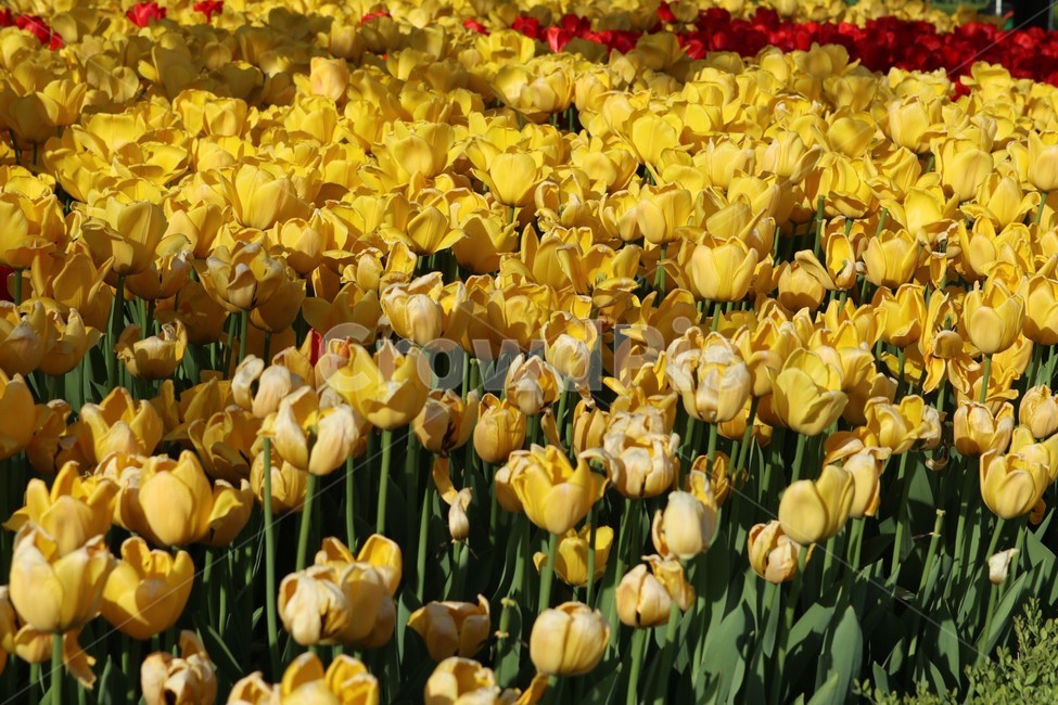 꽃,flower,식물,튤립,노란튤립,식물,자연,plants,nature,꽃,flower