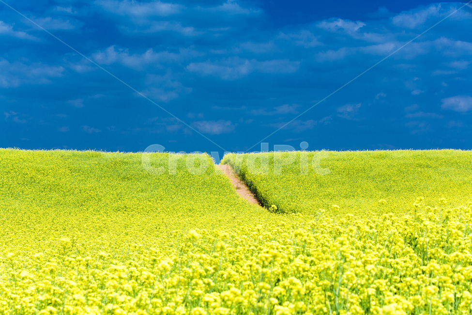 하늘,유채꽃,풍경,공원,감성,구름,오솔길,힐링,휴식,봄,계절,spring,season,자연,풍경,nature,landscape,색깔,색상,색채,색감,color sense,color sensitivity,feeling of color,field,들,grassland,목초지,outdoors,옥외