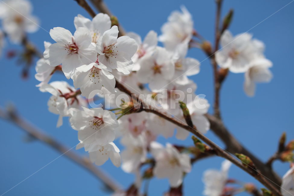 벚꽃,꽃,봄,분홍색,하얀색,갈색,계절,색깔,식물,자연,cherryblossom,pink,brown,white,flower,spring,season,color,plant,nature,봄,계절,spring,season,식물,자연,plants,nature,꽃,flower,blossom