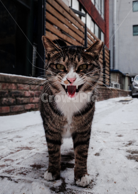 고양이,동물,길고양이,코리안숏헤어,코숏,냐옹이,길거리,사나움,화남,분노,위협