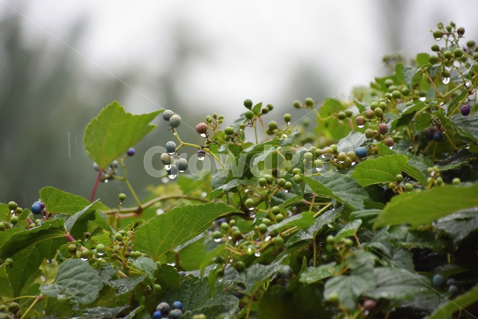 빗방울,식물,나뭇잎,물방울,비오는날,식물,자연,plants,nature,과일,열매,fruit