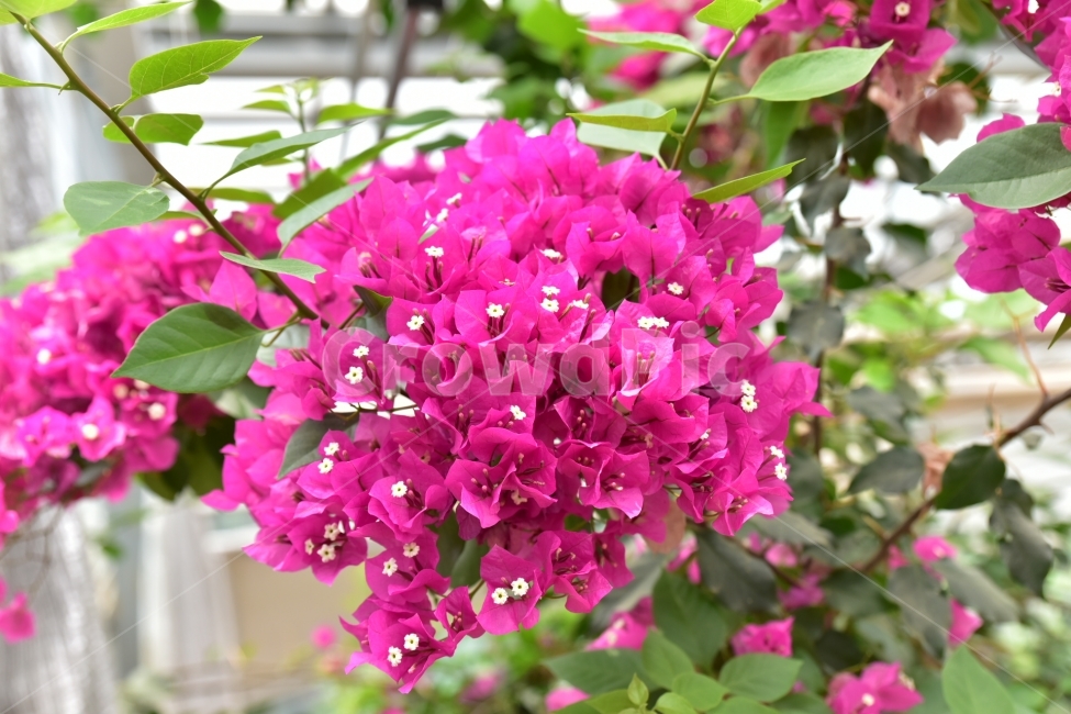 야생화,꽃,예쁨,자연,봄,사랑,식물,자연,plants,nature,꽃,flower