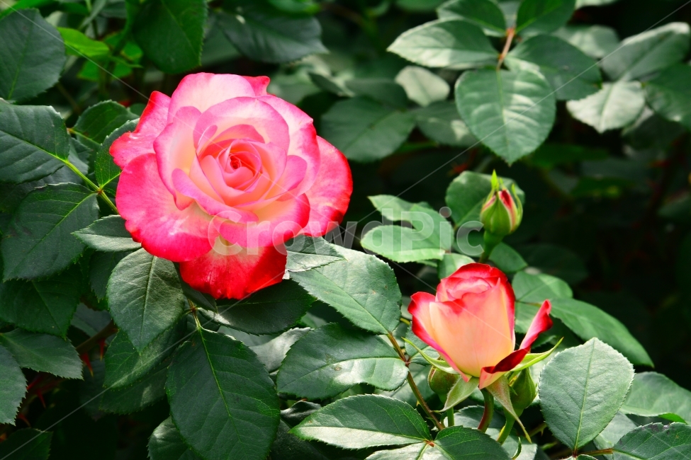 장미,로즈,ROSE,우아한,화려한,향기,향수,화장품,코스메틱,봄꽃,식물,시안,광고,홍보,편집,sns,ebook,배경,화초,초록,녹색,green,5월의여왕,가시,엘레강스,장미원,장미축제,정원,가든,앞뜰,화단,공원,FLOWERS,GREEN,잡지,출판,마케팅,전단,축제,나들이,5월,꽃잎,꽃송이,나무꽃,SPRING,PARK,식물,자연,plants,nature,꽃,flower