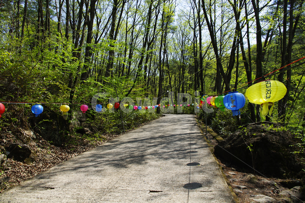 길,나무,식물,plant,봄,spring,초록,연등,종교,신앙,religion,belief,faith,축제,행사,festival,carnival,event
