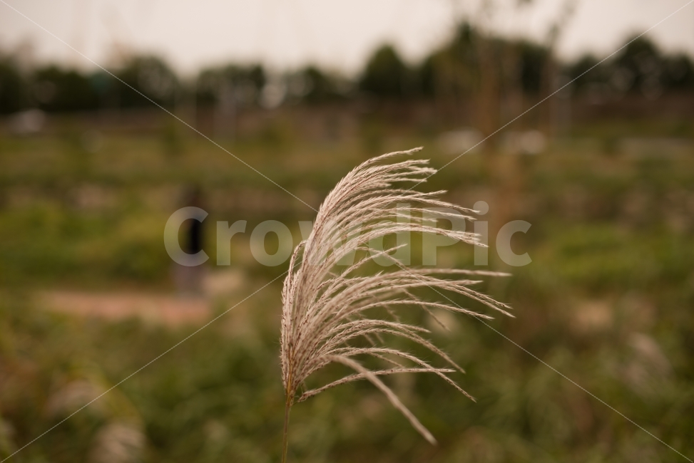억새풀,가을,식물,바람,들판,중랑천,접사,miscanthus,autumn,plant,greengrass,wind,nature,field,silvergrass,가을,계절,fall,autumn,season,식물,자연,plants,nature,감성,sensible,feeling,grass,잔디,lawn,reed,갈대
