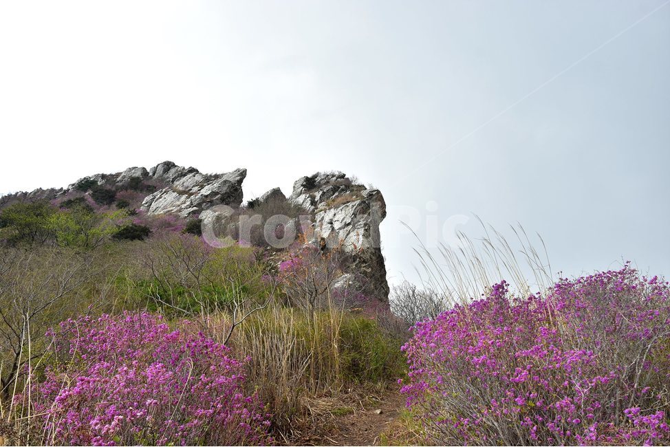 주작산,덕룡산,종주,진달래,풍경,기암,바위,비경,봄풍경,진달래꽃,강진,명산,산행,등산,마운틴,힐링,mountain,landscape,자연,natural,봄,계절,spring,season,자연,풍경,nature,landscape,한국자연풍경,한국자연경관,korea nature landscape,plant,식물