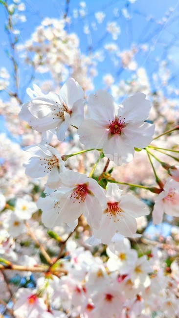 식물,벚꽃,cherryblossoms,flower,꽃