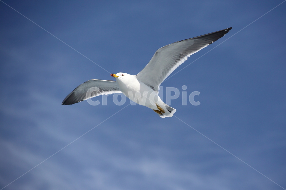 갈매기,새,야생동물,조류,commongull,laruscrassirostris,괭이갈매기
