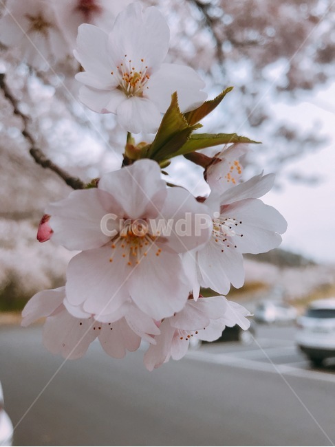 봄,꽃놀이,벚꽃,자연,생화