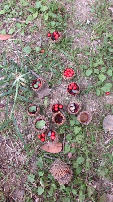숲속놀이,plant,놀이,파릇파릇,아기자기
