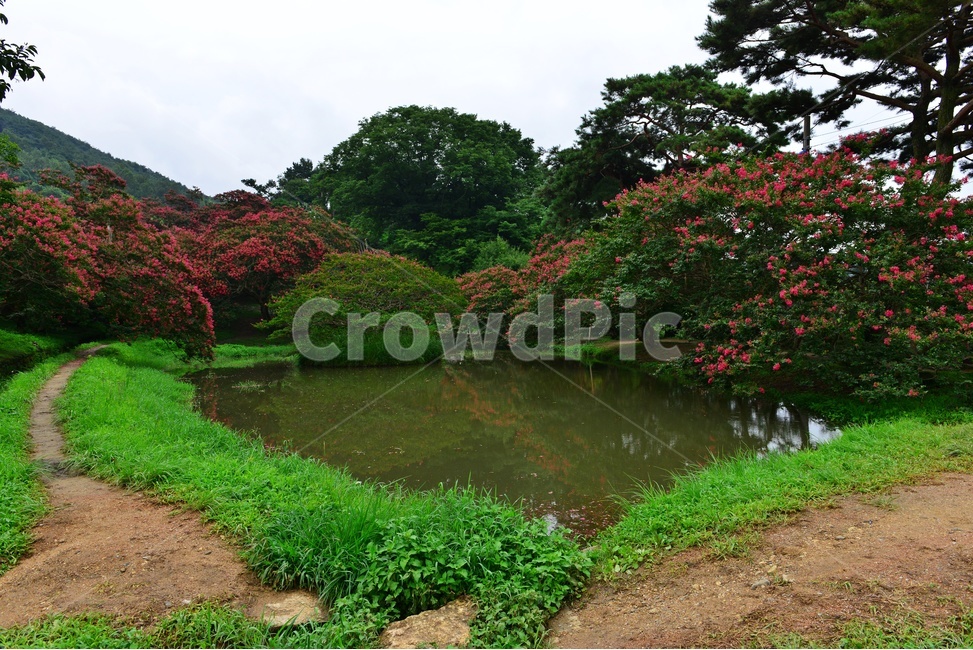 outdoors,옥외,nature,자연,water,물,경치,경관,연못,담양,명옥헌,명옥헌원림,명옥헌배롱나무,배롱나무