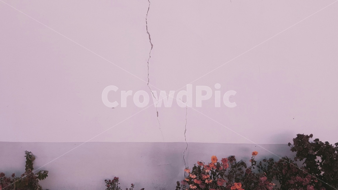 균열,벽,꽃,색채,색감,봄,감성