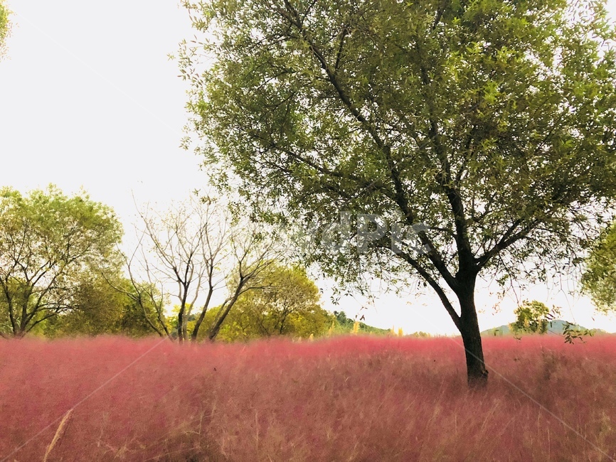 핑크뮬리,pinkmuhlygrass,pink,조경,정원,garden,자연,풍경,nature,landscape,tree,나무,plant,식물,tree trunk,나무 줄기,savanna,대초원,grassland,목초지,outdoors,옥외,field,들