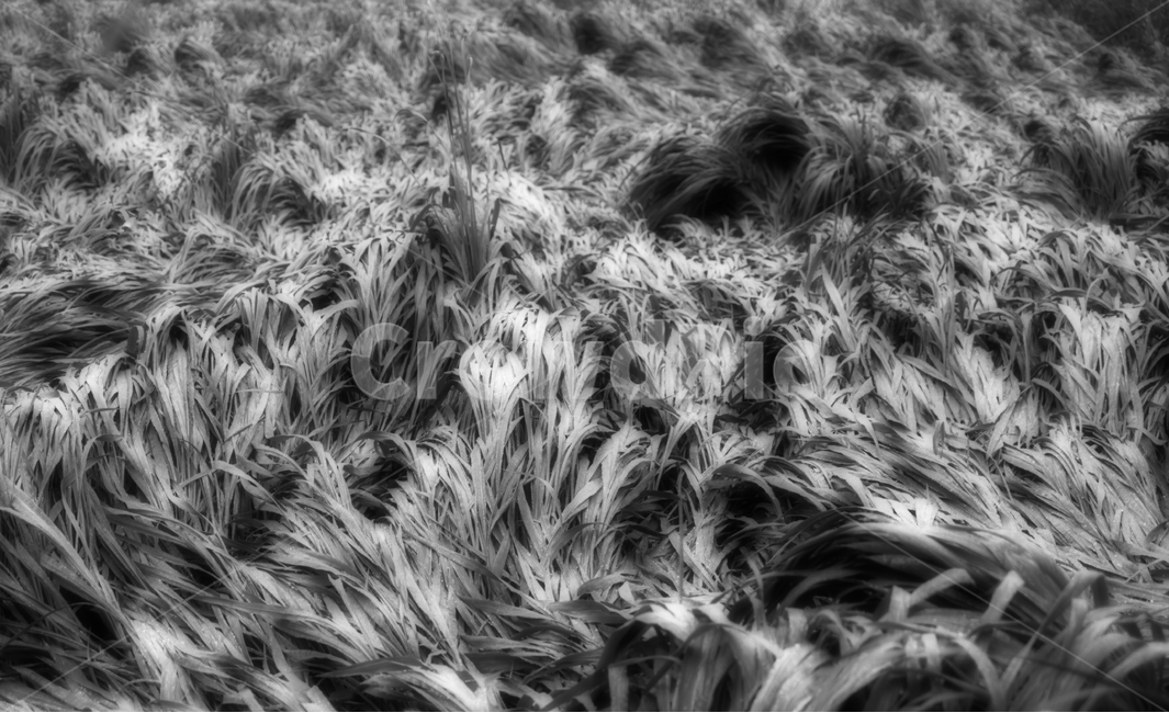 갈대,강풍,비바람,자연,식물,식물,자연,plants,nature,흑백,모노톤,monochrome,black and white