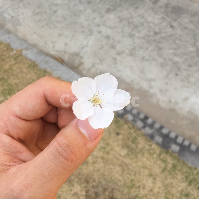 꽃,봄,벚꽃,flower,컨셉,손,바닥,시선,마실,동네,봄,계절,spring,season,꽃,flower,plant,식물