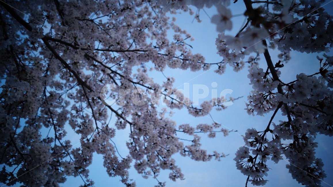 벚꽃,하늘,나뭇가지,포커스,봄,필름느낌,봄,계절,spring,season,식물,자연,plants,nature,꽃,flower,나무,trees,wood,plant,blossom,cherry blossom