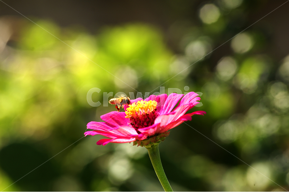 동물,벌,식물,꽃,백일홍,식물,자연,plants,nature,꽃,flower,동물,animal,곤충,벌레,insect,bug