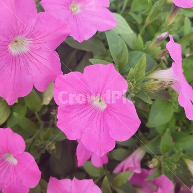 flower,꽃,plant,식물,blossom,핑크,색감,질감,꽃잎,그린,초록,자연,식물,자연,plants,nature,꽃,flower
