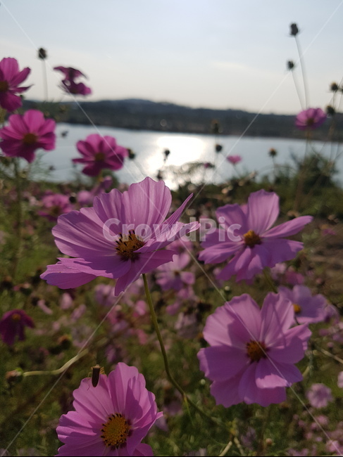 plant,식물,flower,blossom,꽃,geranium,제라늄,식물,자연,plants,nature,꽃,flower
