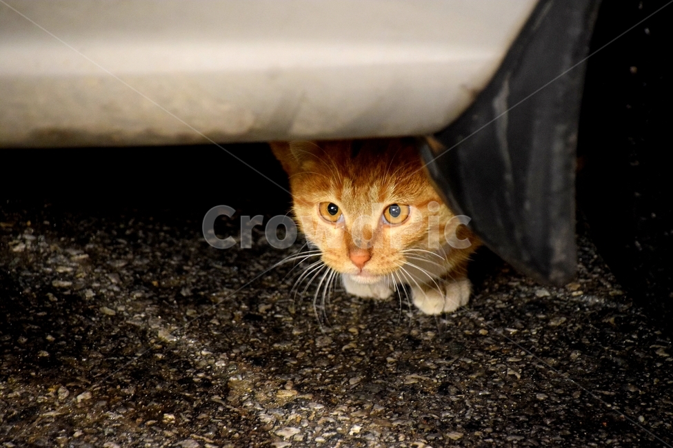 고양이,길가,암컷,수컷,동물,길고양이,시크,animal,귀여운,동물,animal,포유류,mammal,고양이,cat,kitten,kitty