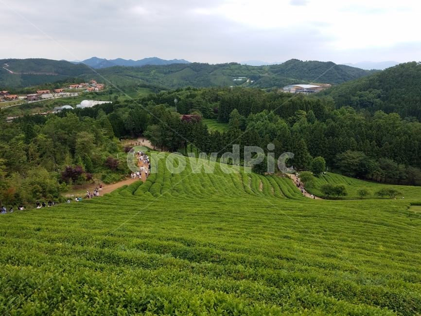 보성,녹차밭,녹차,국내여행,스냅,snap,풍경,자연,자연,풍경,nature,landscape,outdoors,옥외,scenery