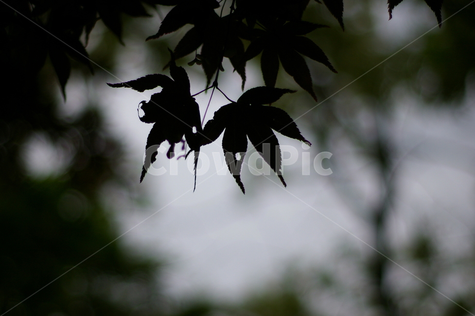 흐린날,비,rain,rainy,나뭇잎,leaf,잎,plant,silhouette,식물,실루엣,식물,자연,plants,nature