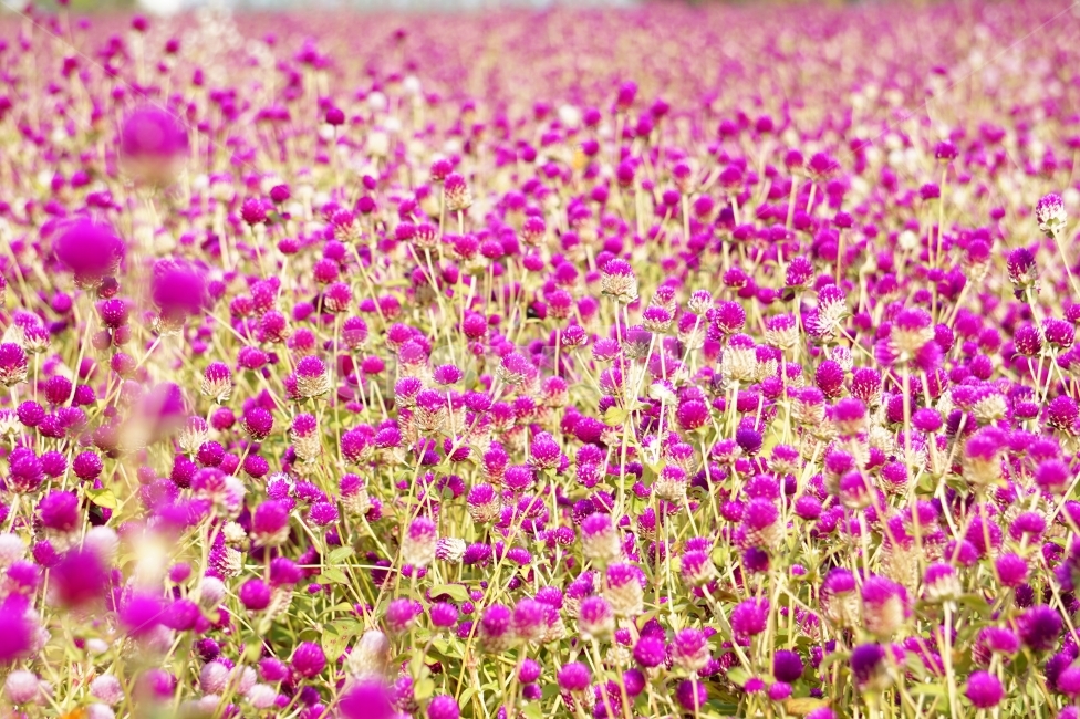 천일홍,나리공원,풍경,꽃이미지,나들이,식물,자연,plants,nature,꽃,flower