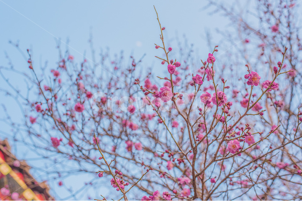 홍매화,풍경,꽃,매화,자연,감성,봄,계절,spring,season,식물,자연,plants,nature,꽃,flower,plant